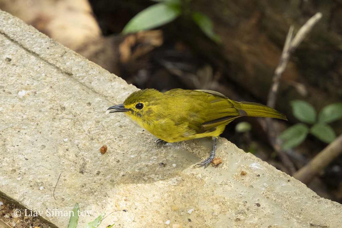 Yellow-browed Bulbul - ML646199409