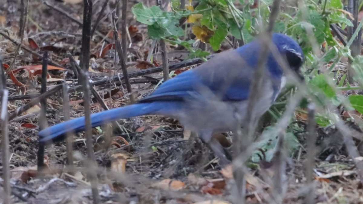 California Scrub-Jay - ML646199410