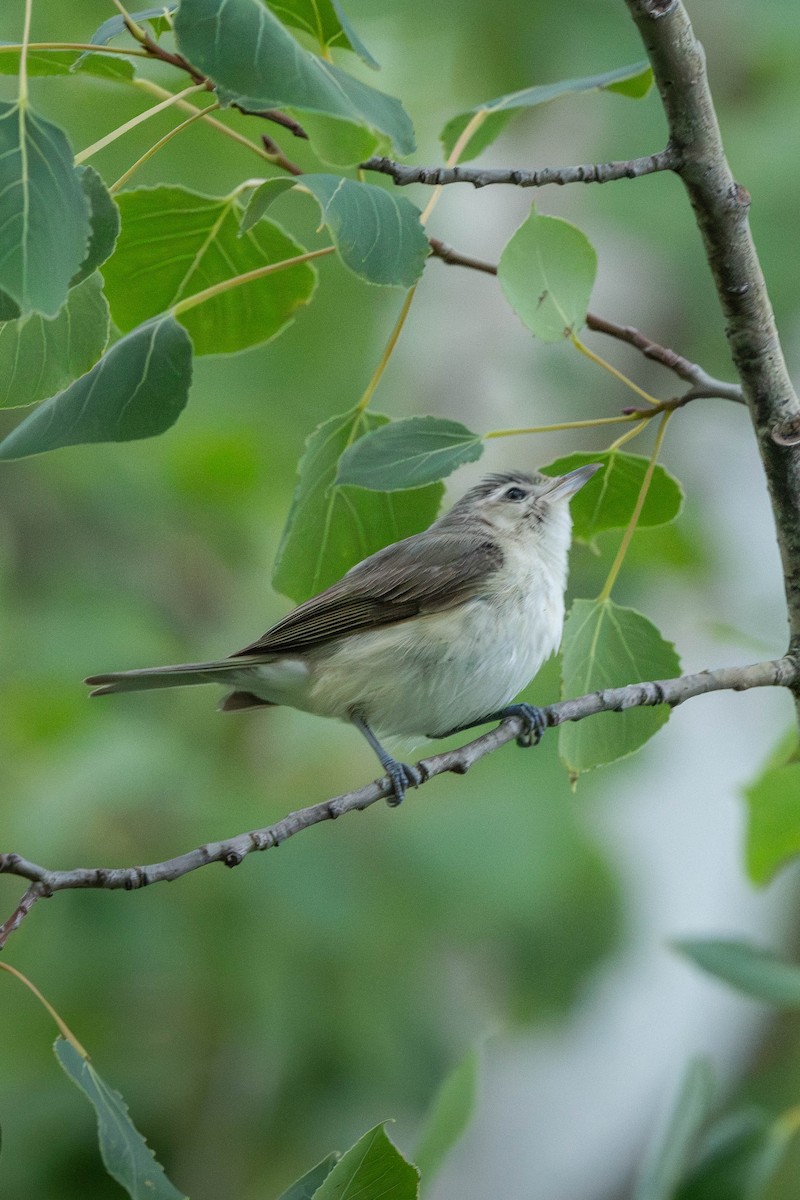 Eastern Warbling Vireo - ML646199411