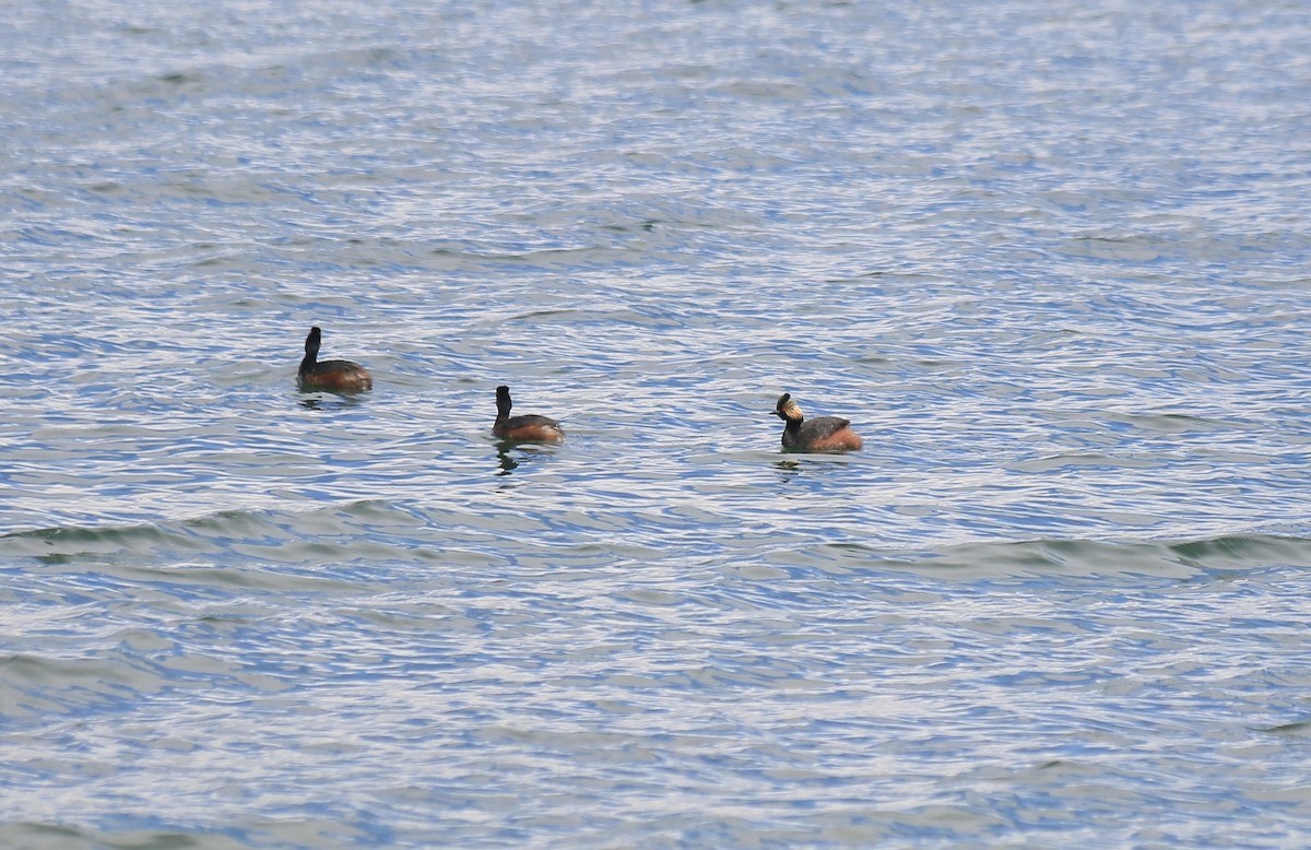 טבלן בינוני - ML646199412