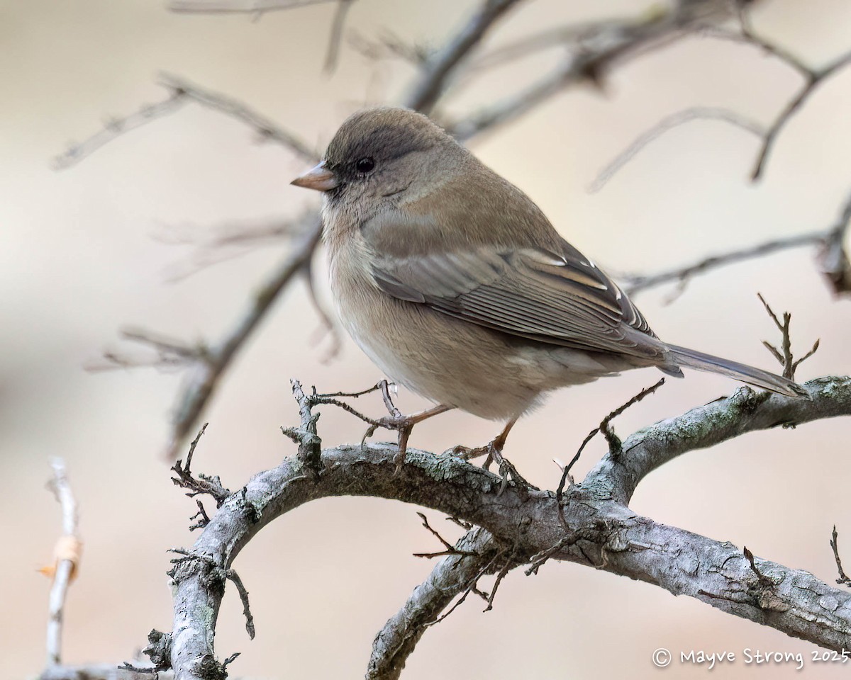 יונקו כהה-עין - ML646199413