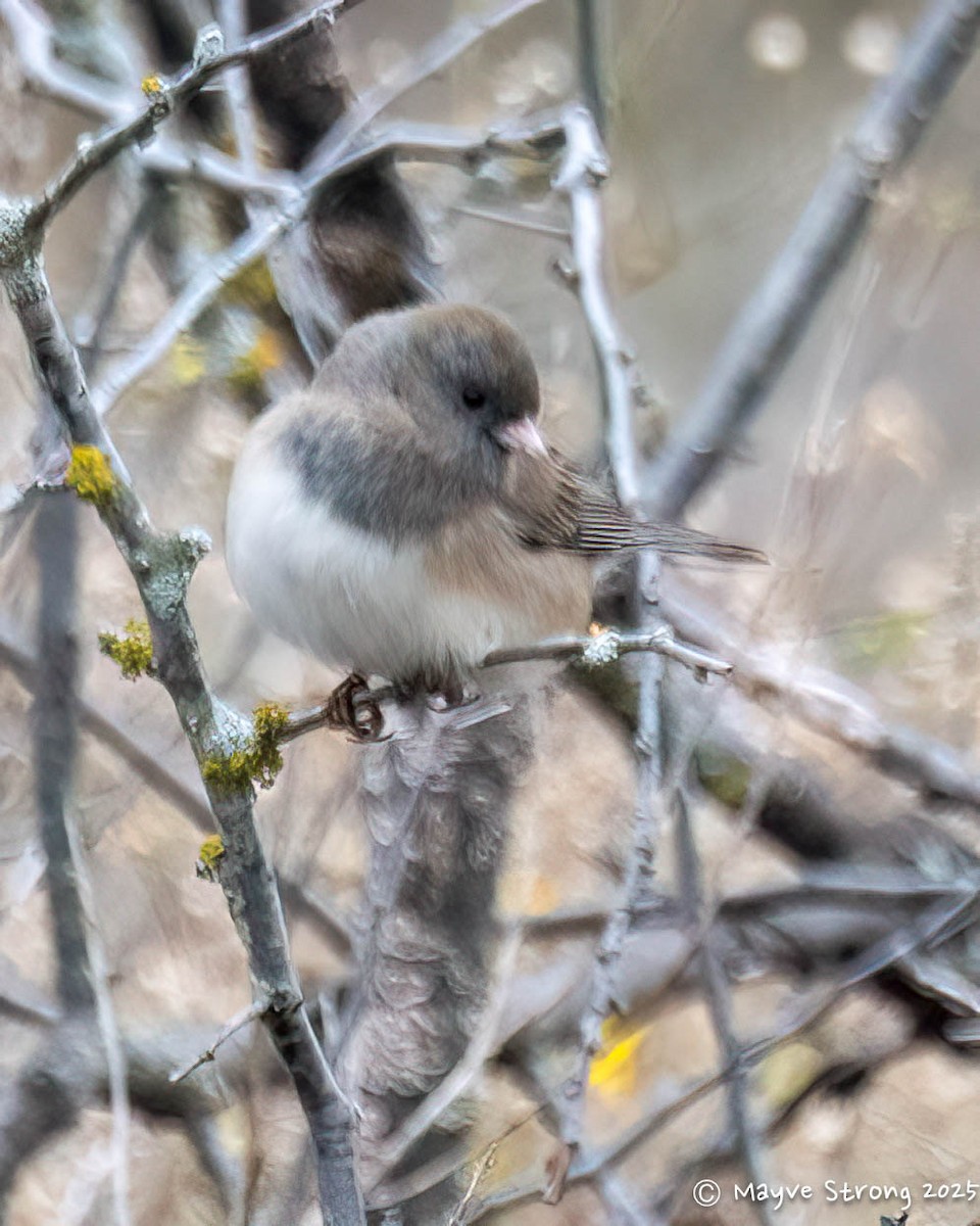 יונקו כהה-עין - ML646199414
