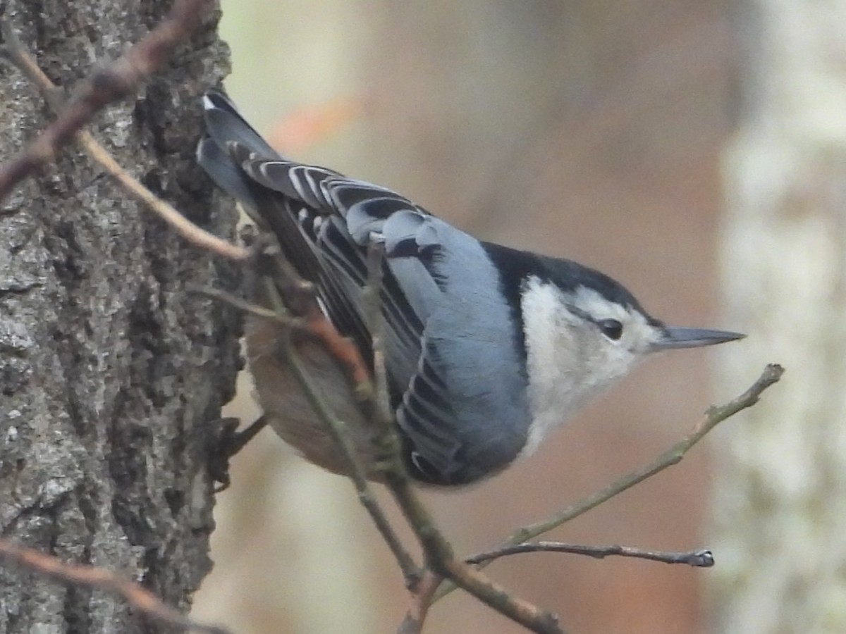 White-breasted Nuthatch - ML646199417