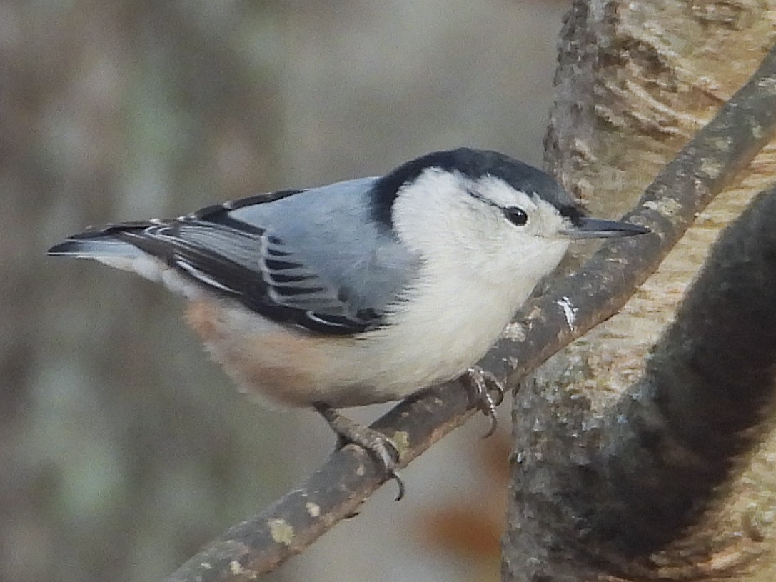White-breasted Nuthatch - ML646199418