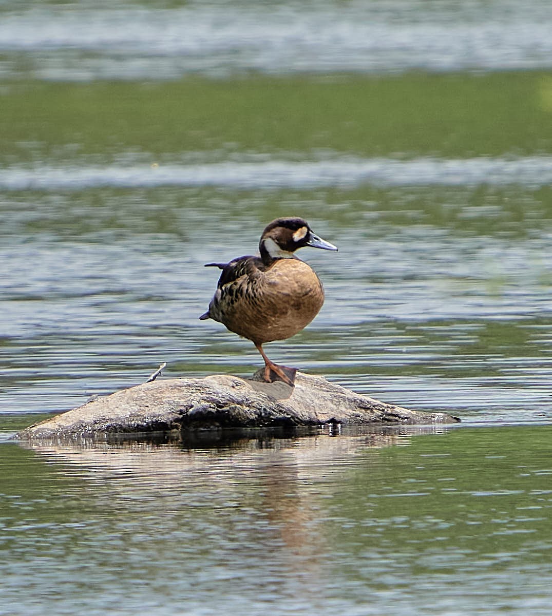 kachna bronzovokřídlá - ML646199423