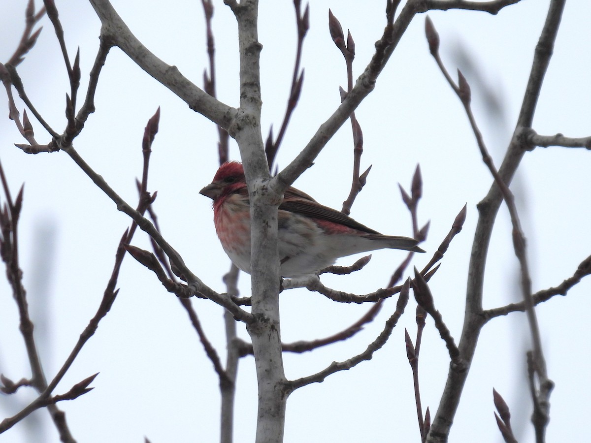 Purple Finch - ML646199424