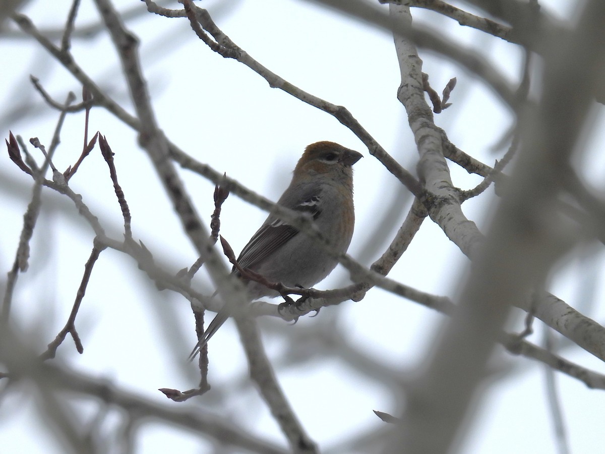 Pine Grosbeak - ML646199431