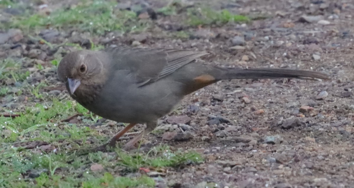 California Towhee - ML646199434