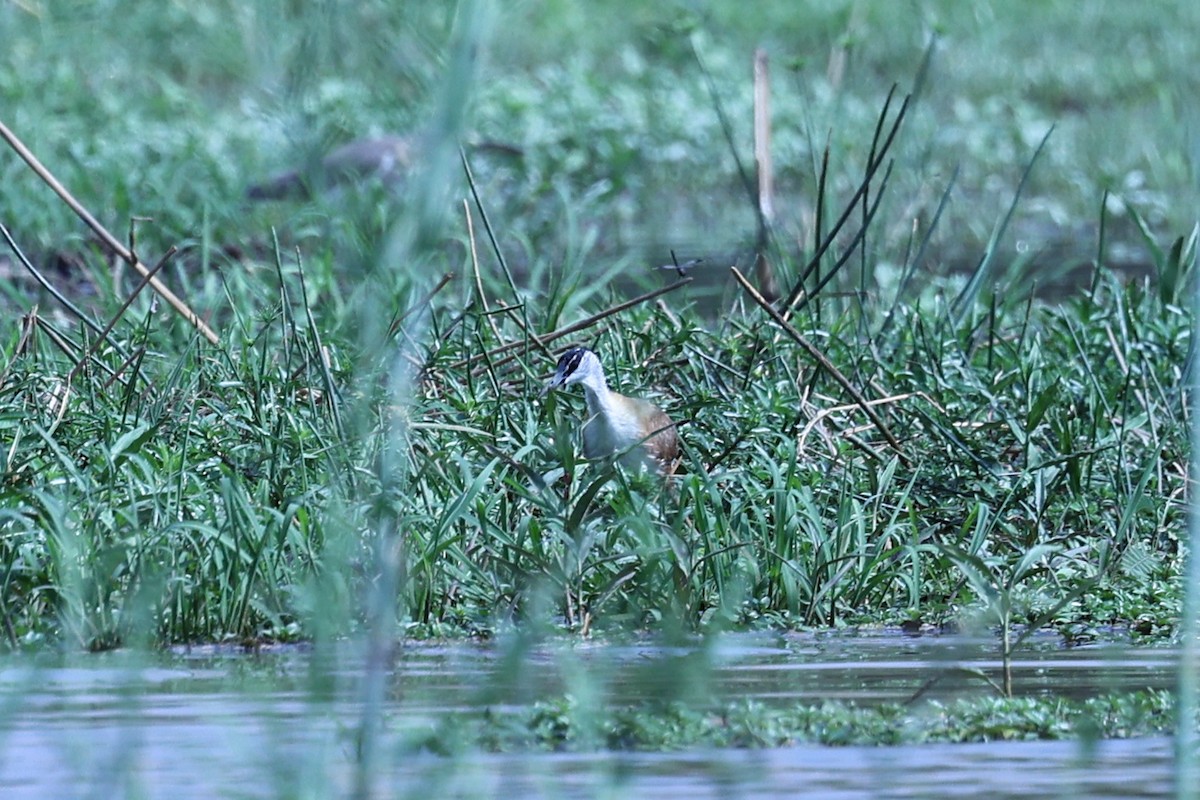 Madagascar Jacana - ML646199435