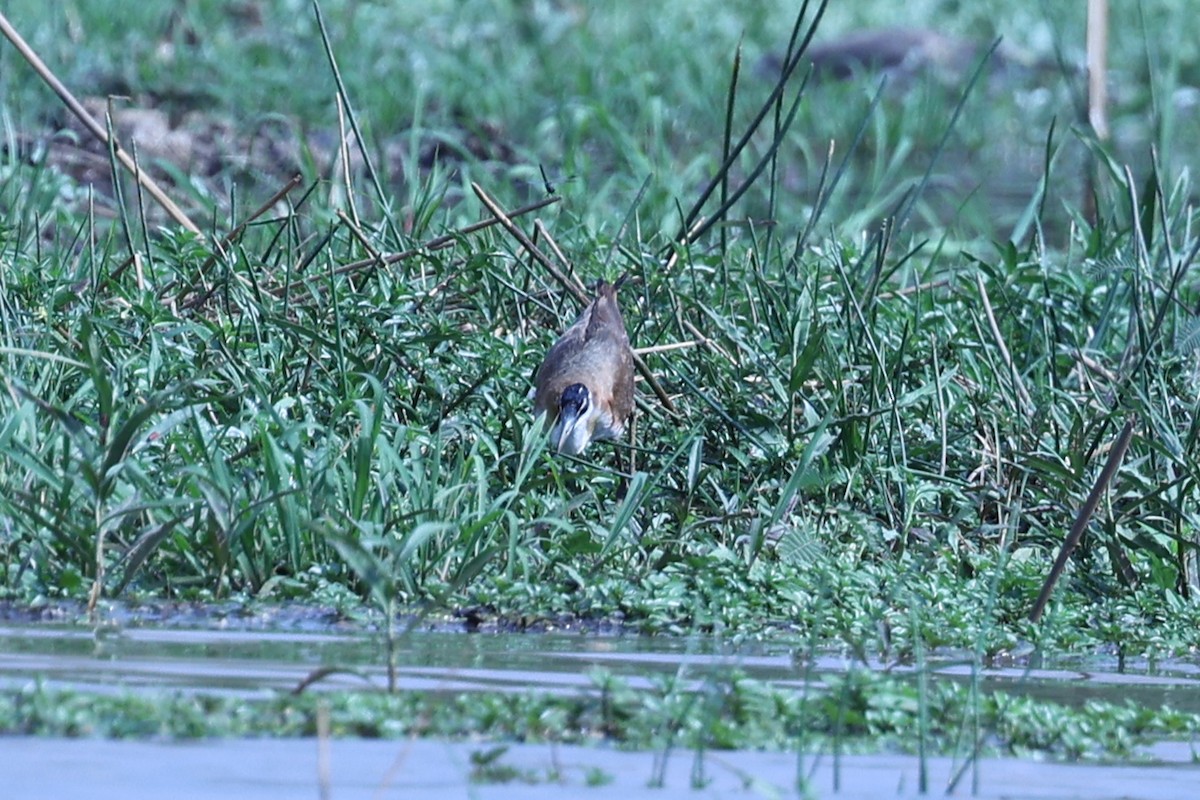 Madagascar Jacana - ML646199436