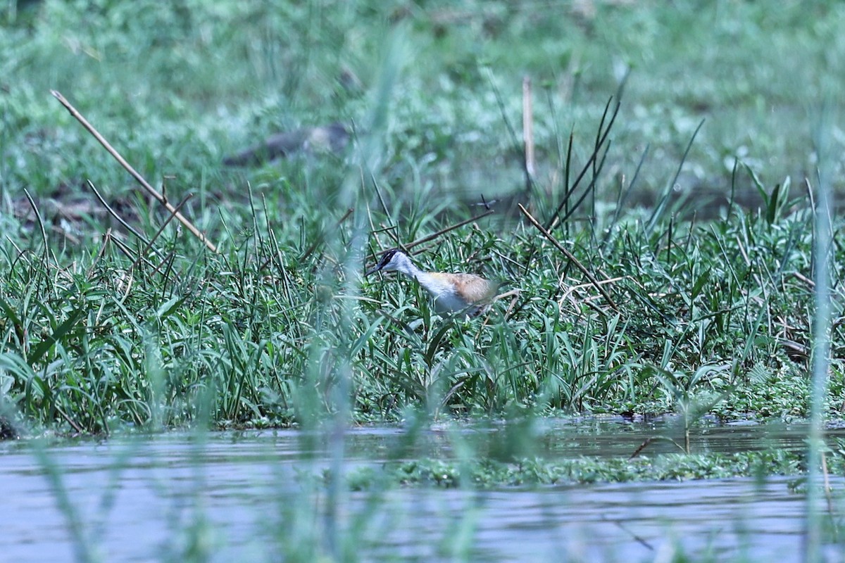 Madagascar Jacana - ML646199437