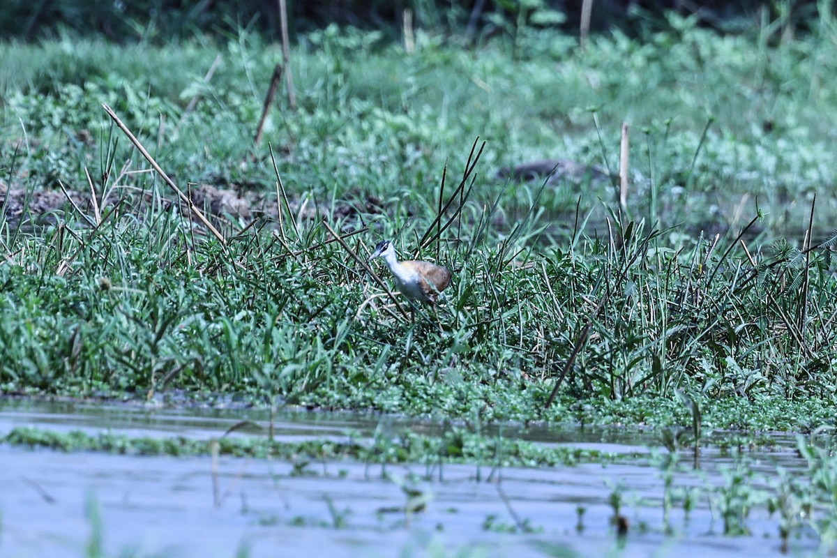 Madagascar Jacana - ML646199438