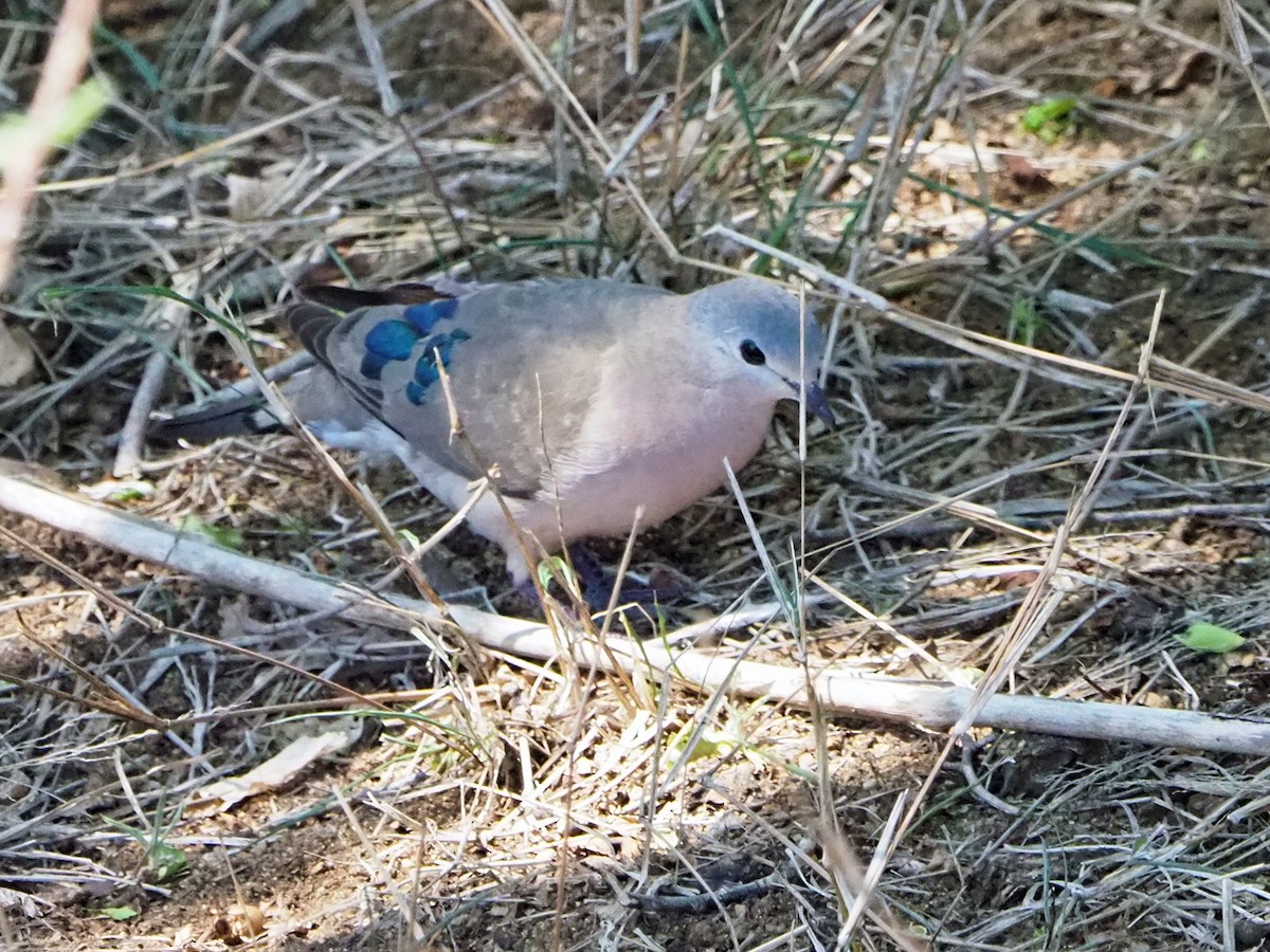 Emerald-spotted Wood-Dove - ML646199440