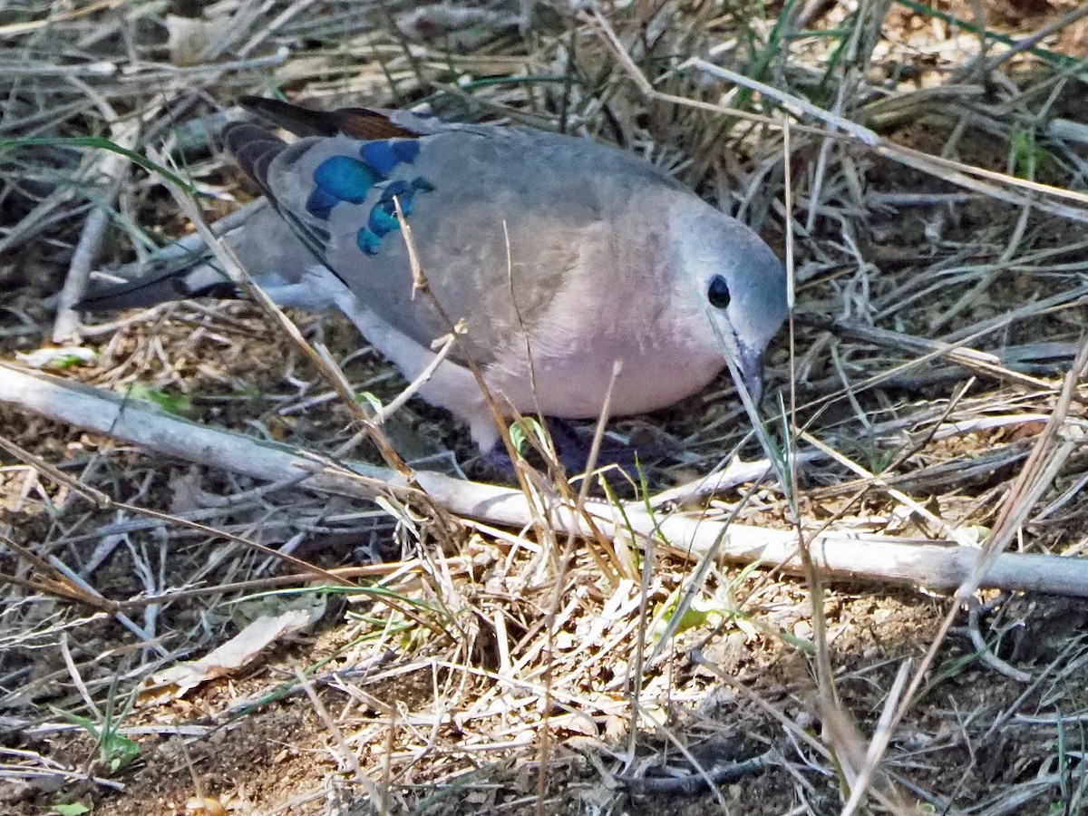 Emerald-spotted Wood-Dove - ML646199441