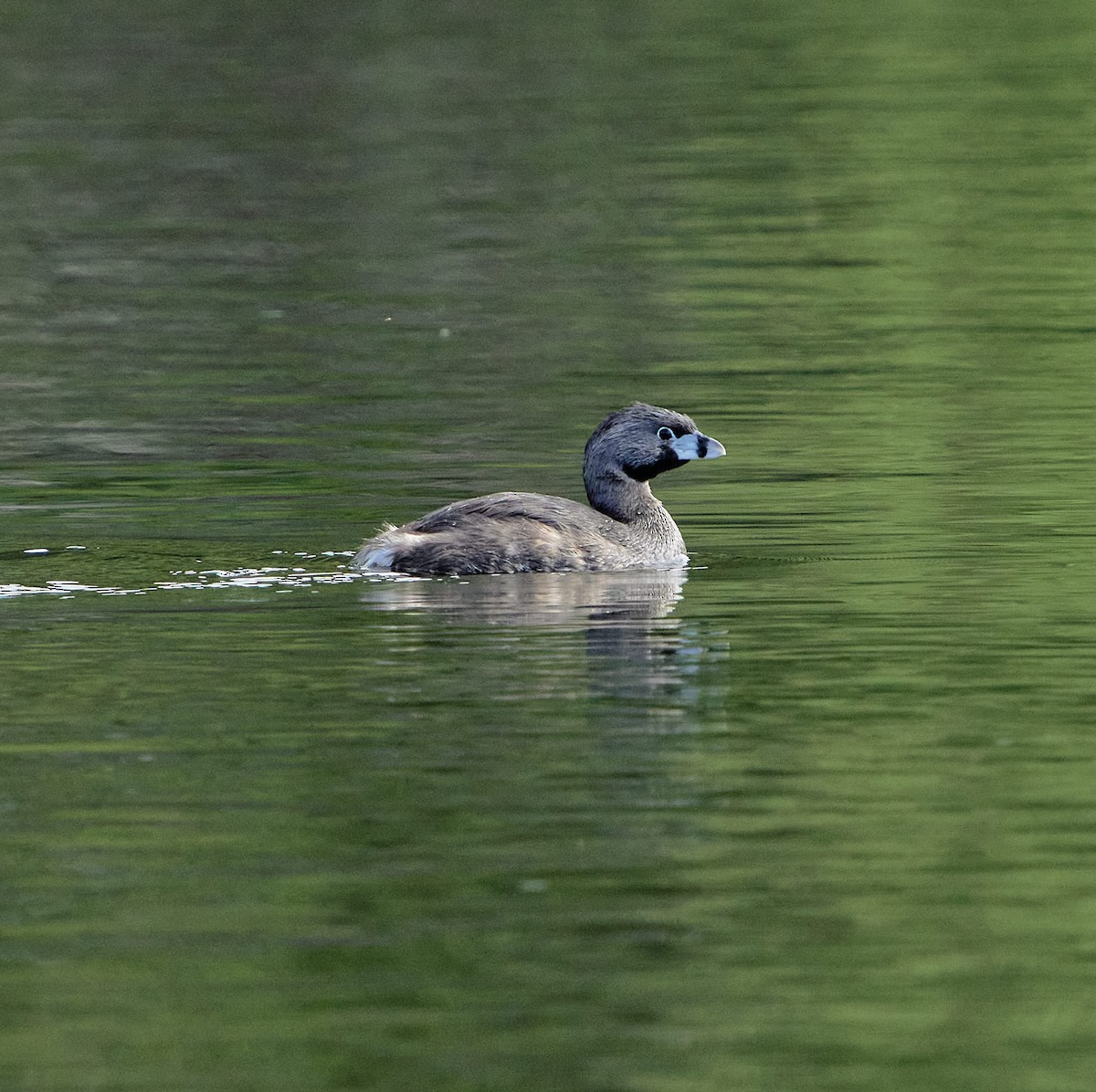 Pied-billed Grebe - ML646199442