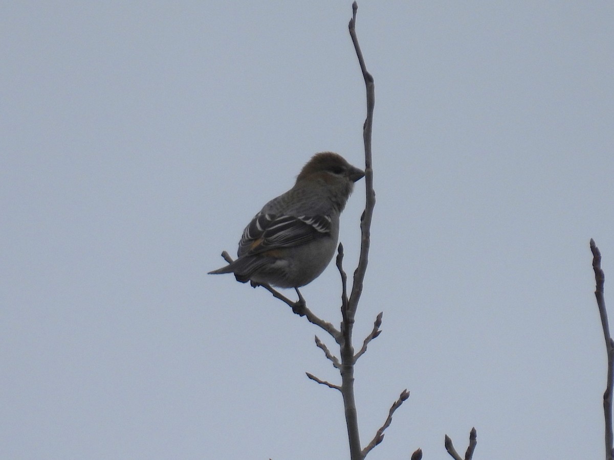 Pine Grosbeak - ML646199443