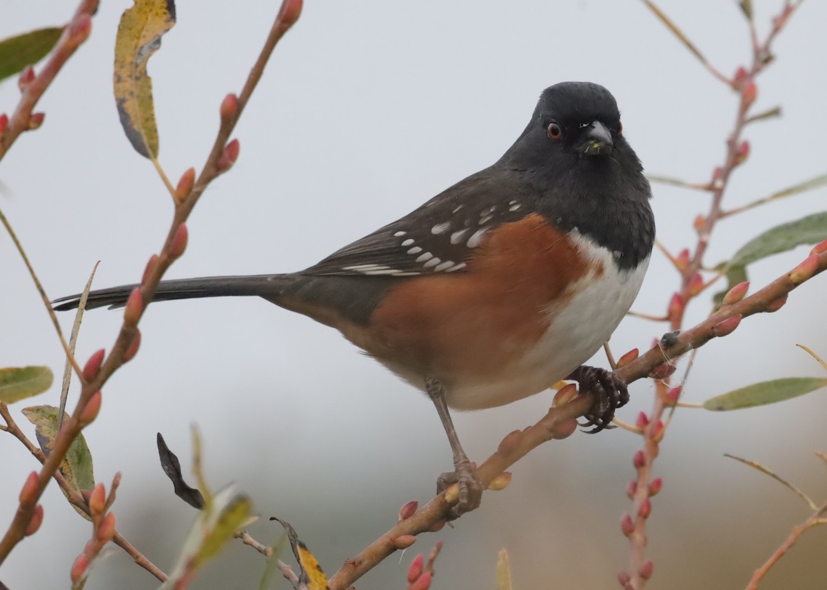 Spotted Towhee - ML646199444