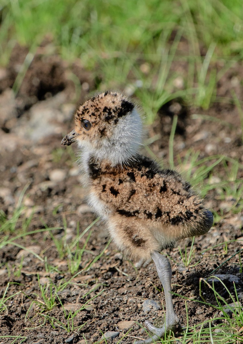 Southern Lapwing - ML646199455