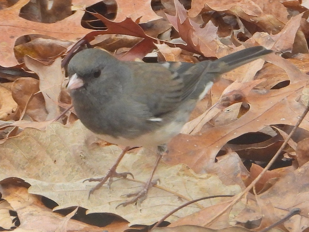 Dark-eyed Junco - ML646199473