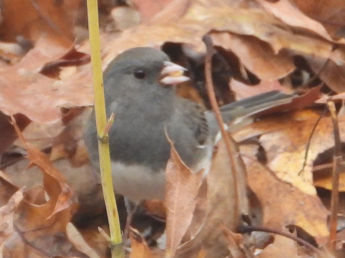 Dark-eyed Junco - ML646199474