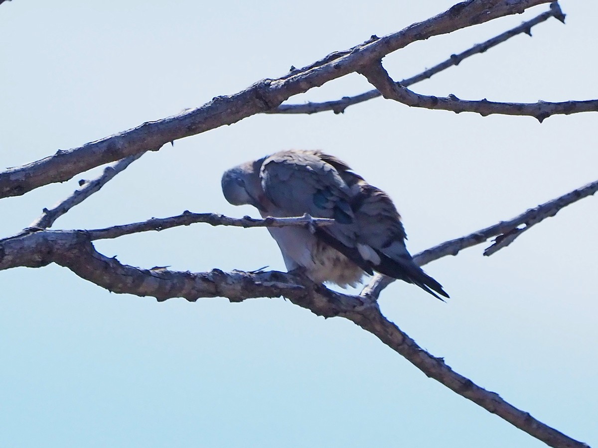 Emerald-spotted Wood-Dove - ML646199478