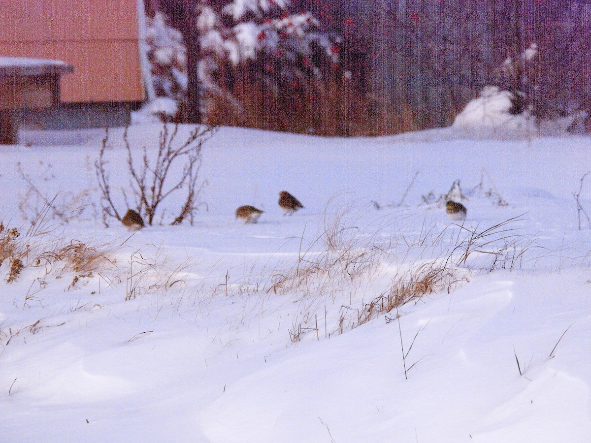 Horned Lark - ML646199482