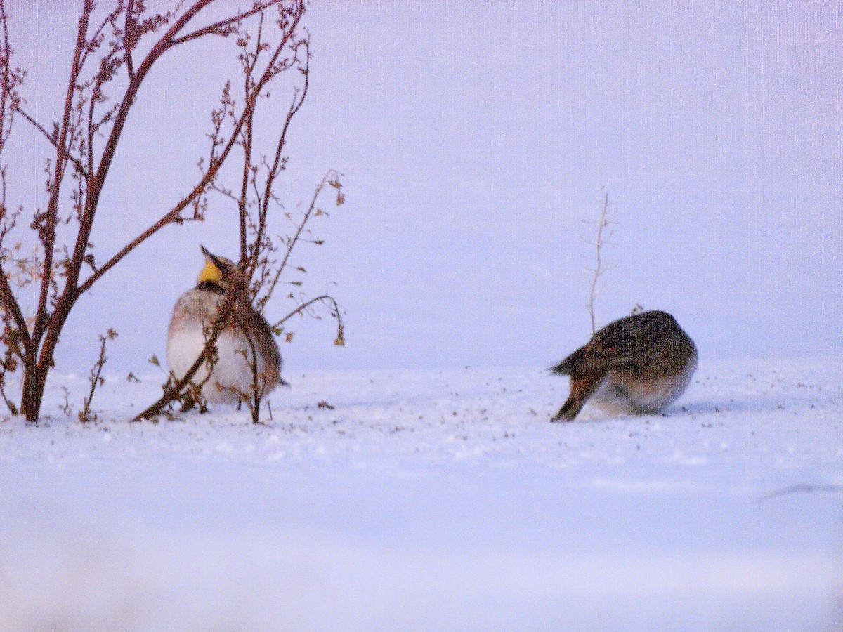 Horned Lark - ML646199483