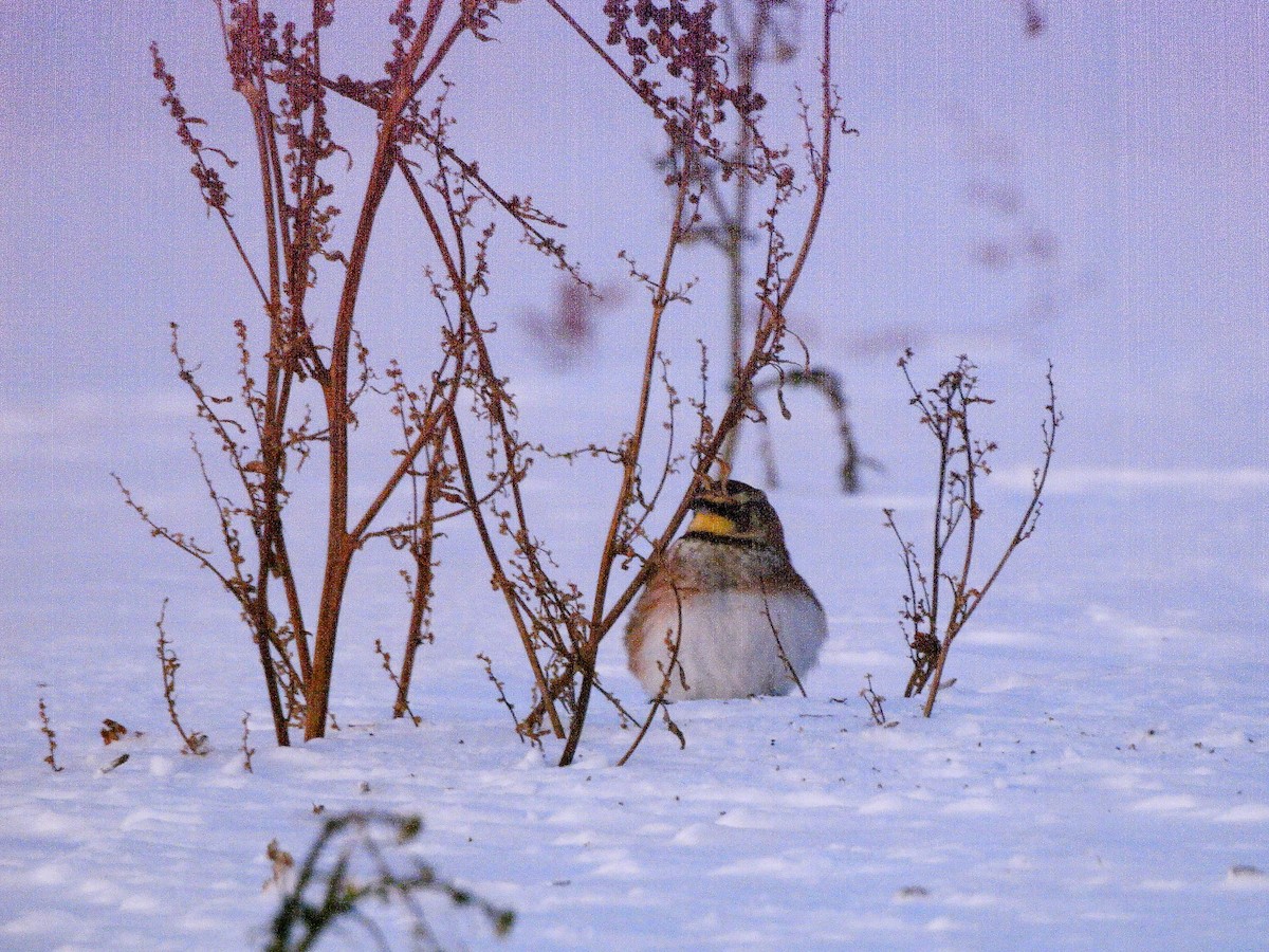 Horned Lark - ML646199484