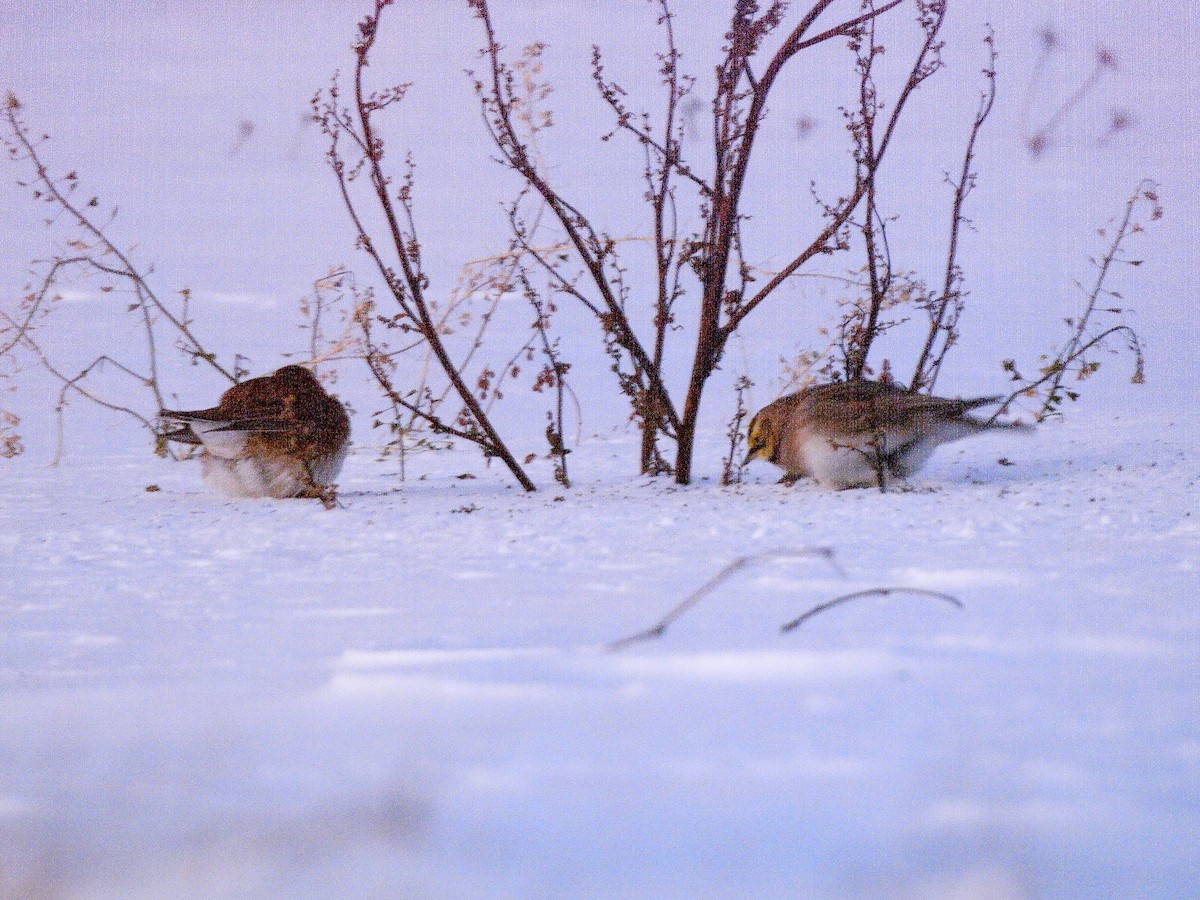 Horned Lark - ML646199485