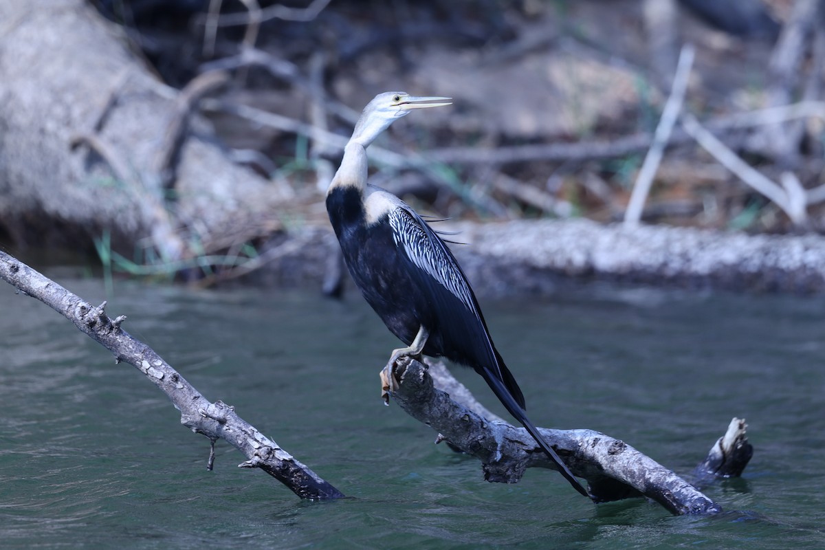 African Darter - ML646199496