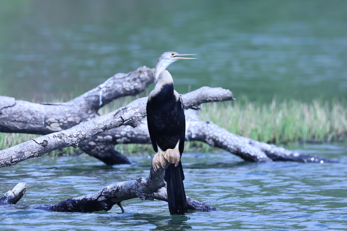African Darter - ML646199497