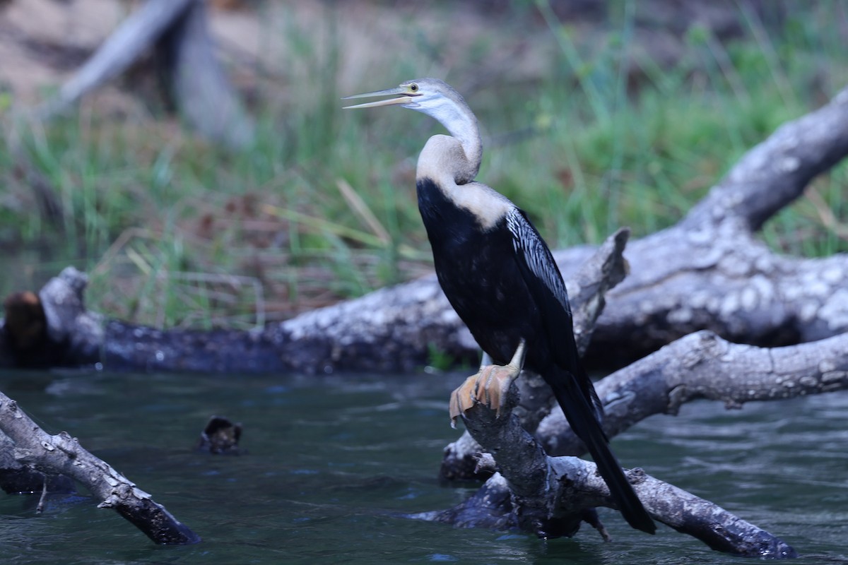 African Darter - ML646199498