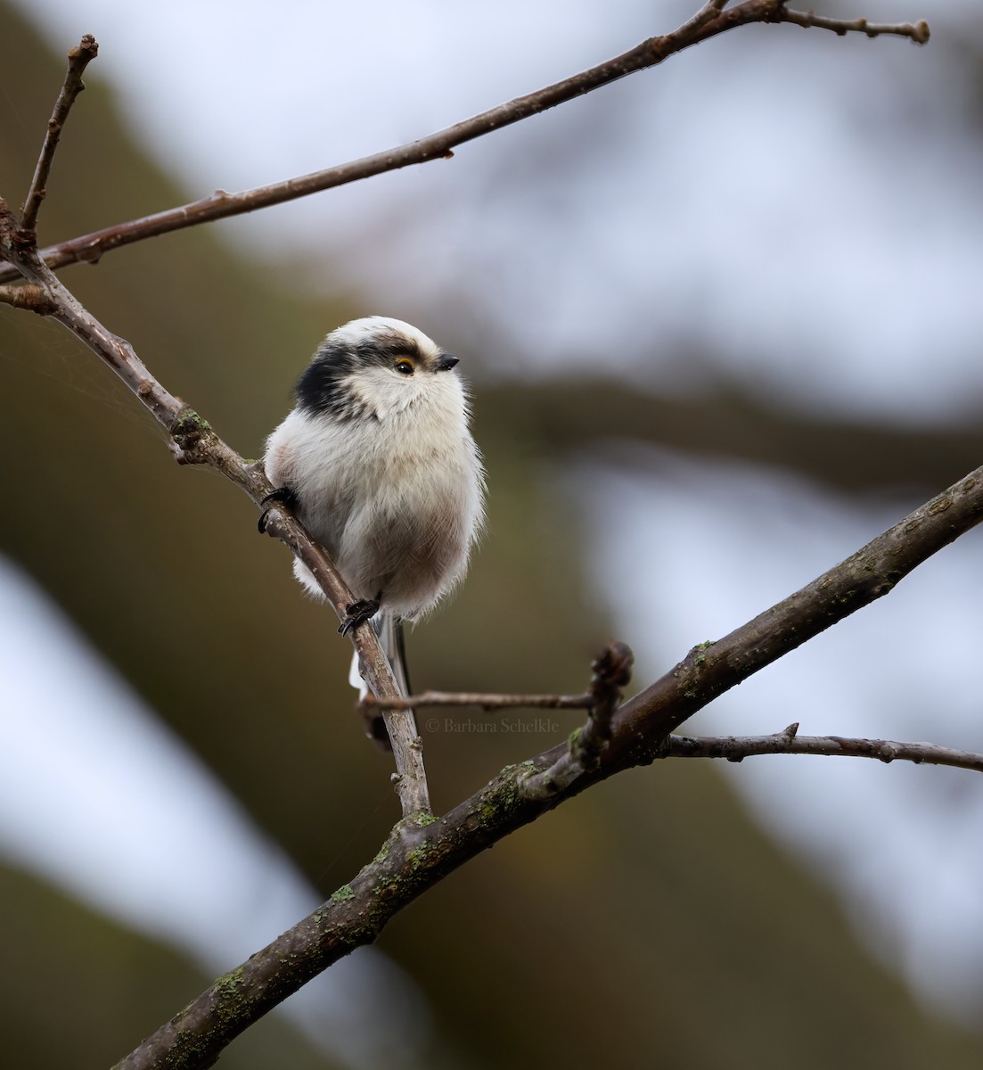 mlynařík dlouhoocasý - ML646199502