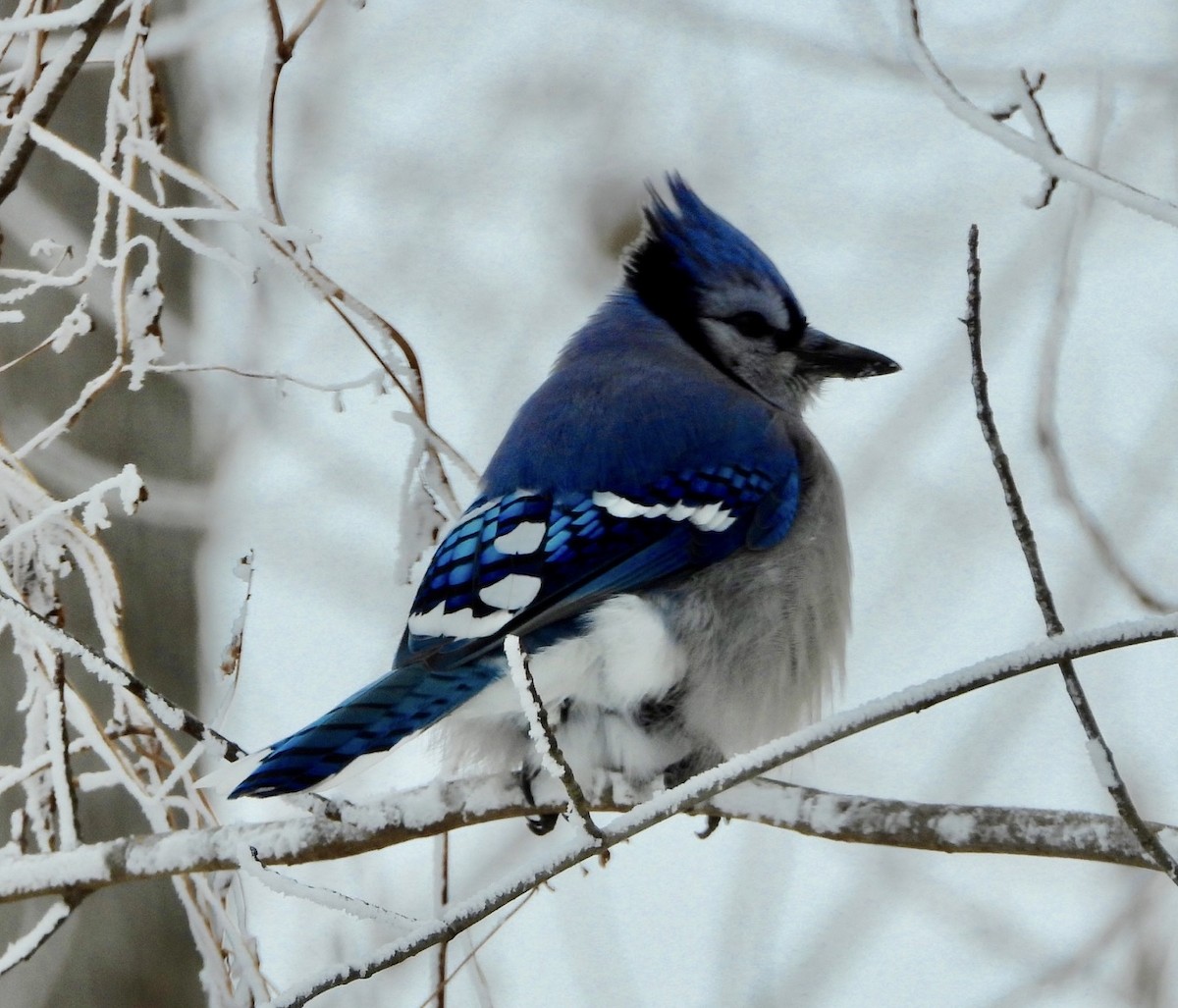 Geai bleu - ML646199506