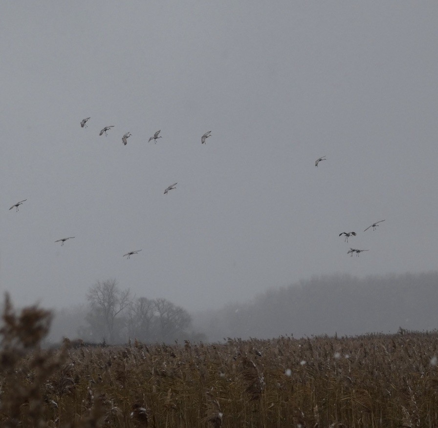 Sandhill Crane - ML646199509