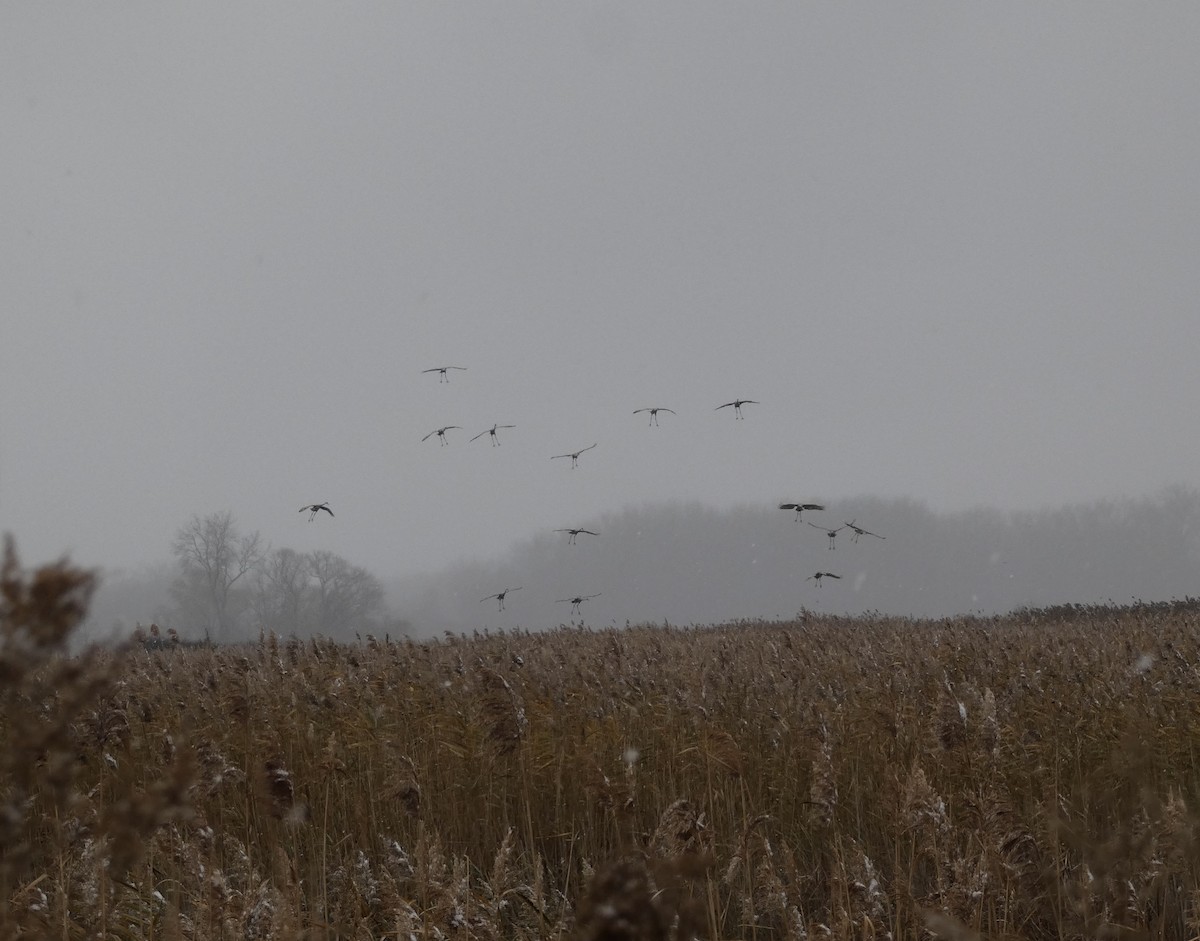 Sandhill Crane - ML646199510