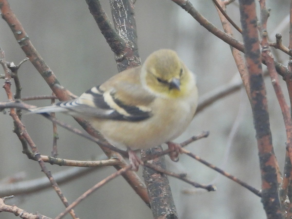 American Goldfinch - ML646199512