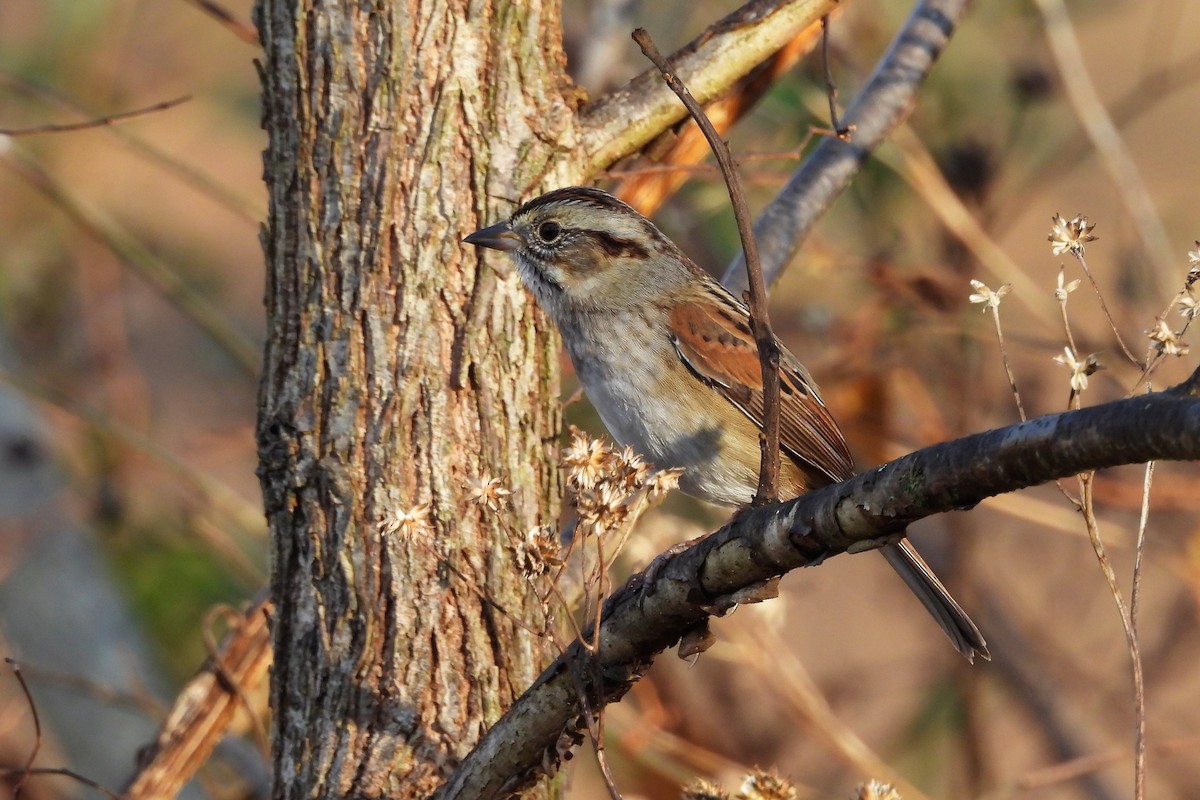 Swamp Sparrow - ML646199518