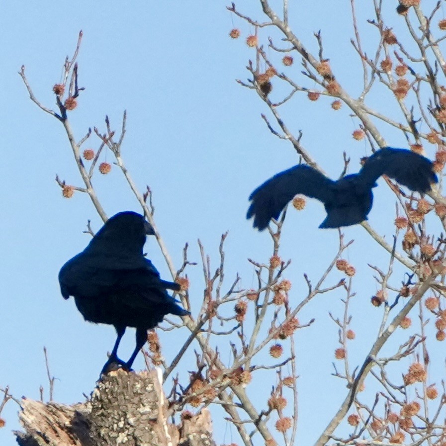 Common Raven - ML646199522