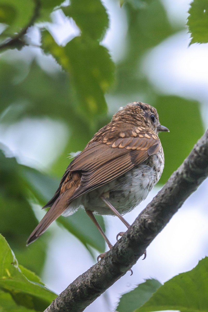 viriskogtrost - ML646199532