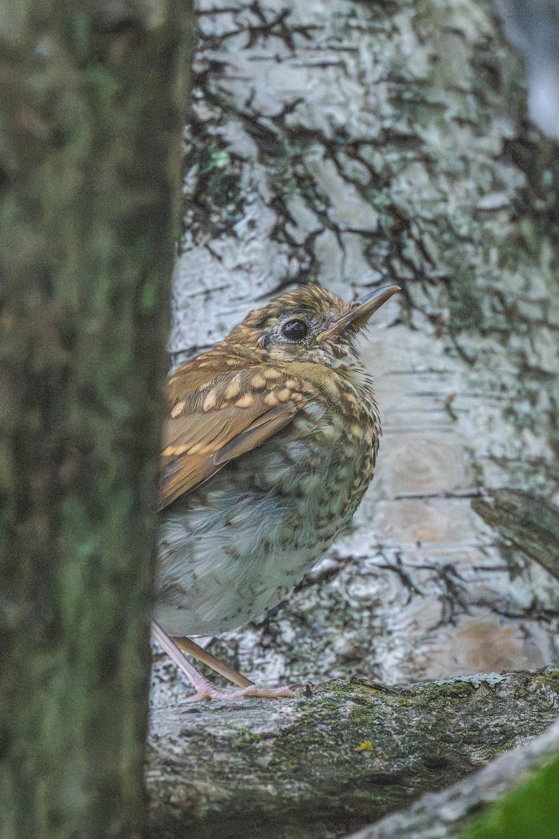 viriskogtrost - ML646199533