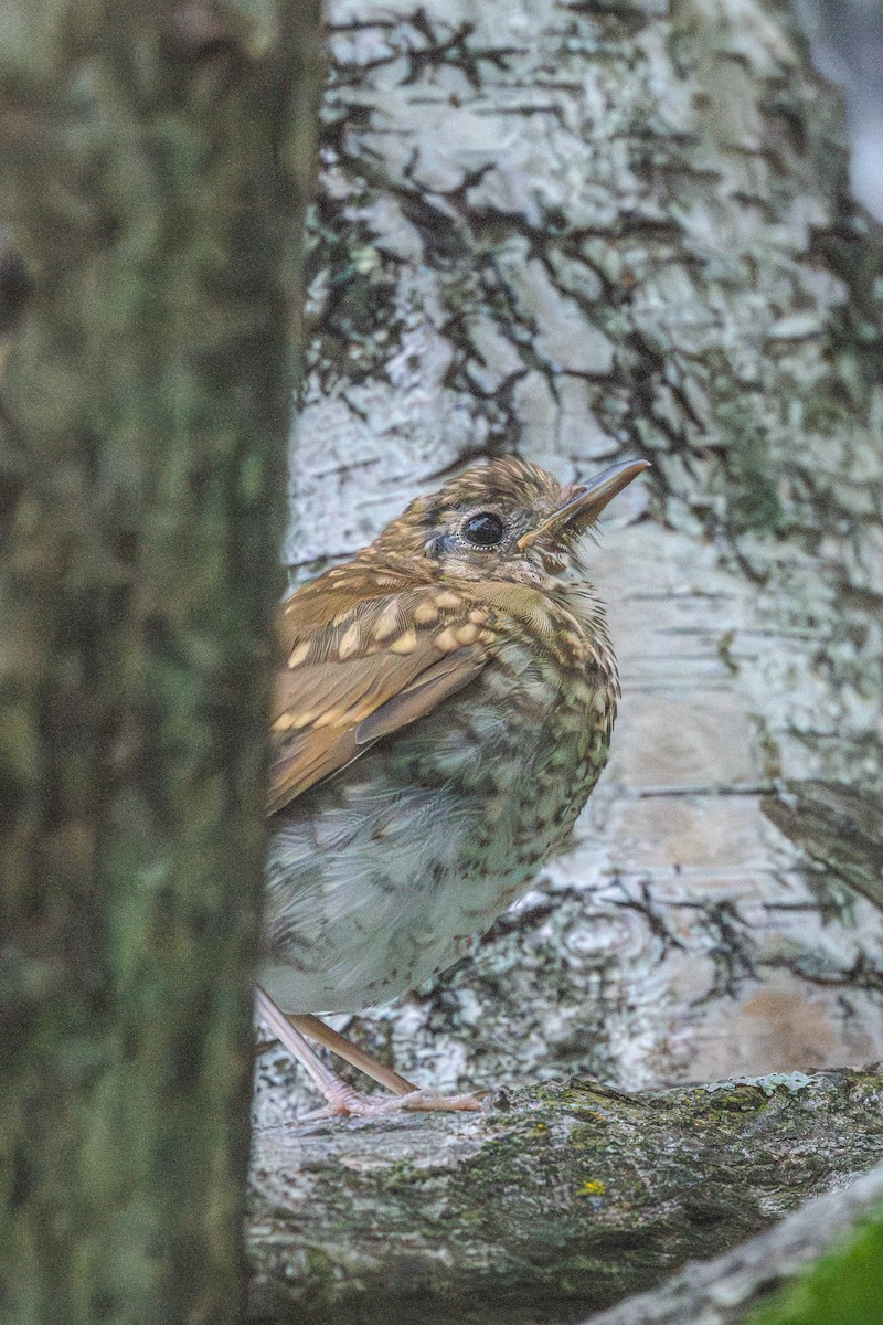 viriskogtrost - ML646199534