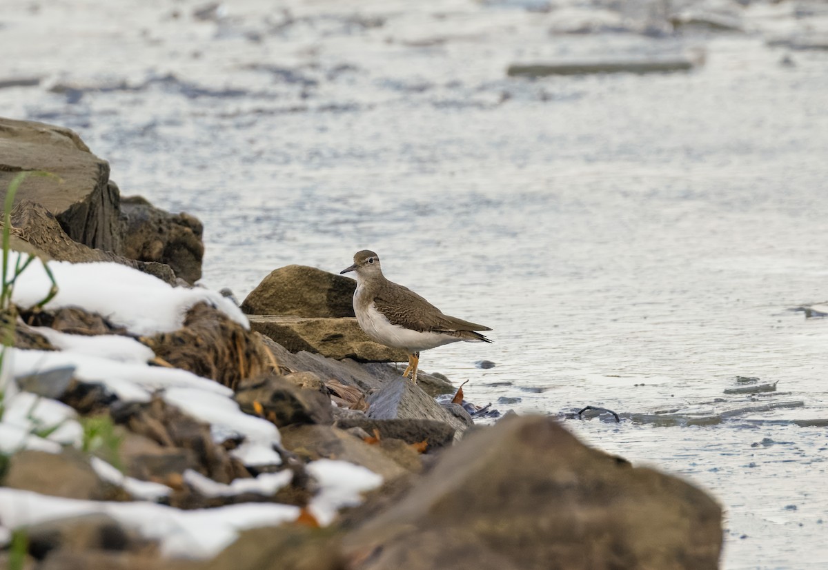 Spotted Sandpiper - ML646199536