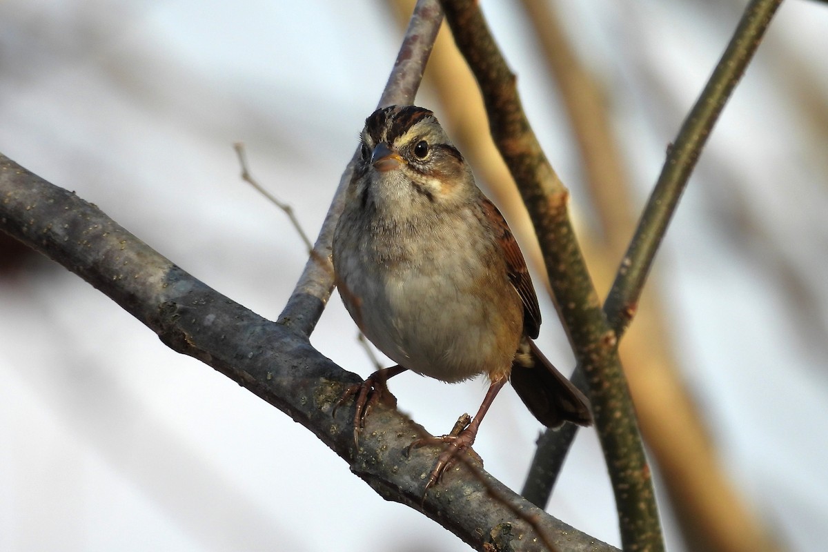 Swamp Sparrow - ML646199540