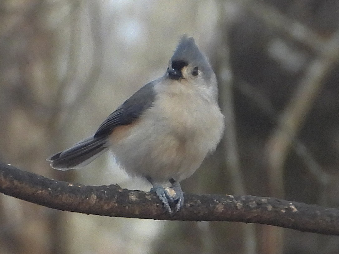 Tufted Titmouse - ML646199542