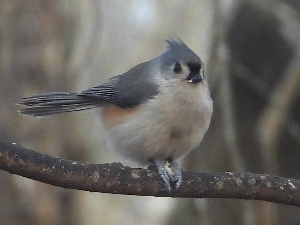 Tufted Titmouse - ML646199543