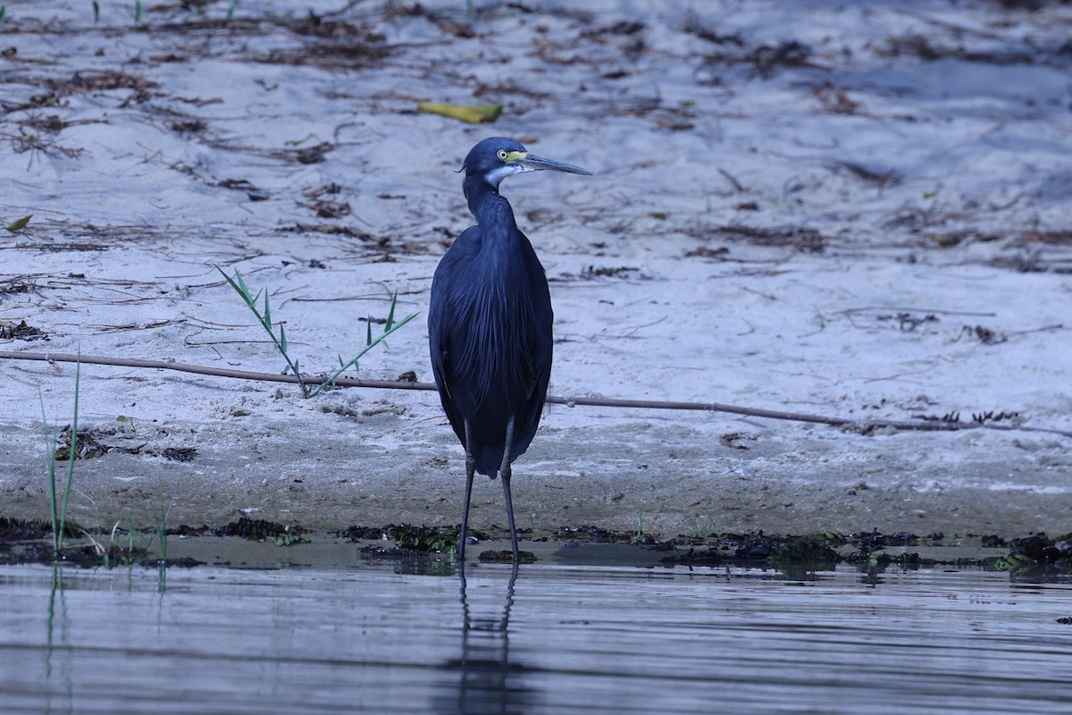 Little Egret - ML646199544