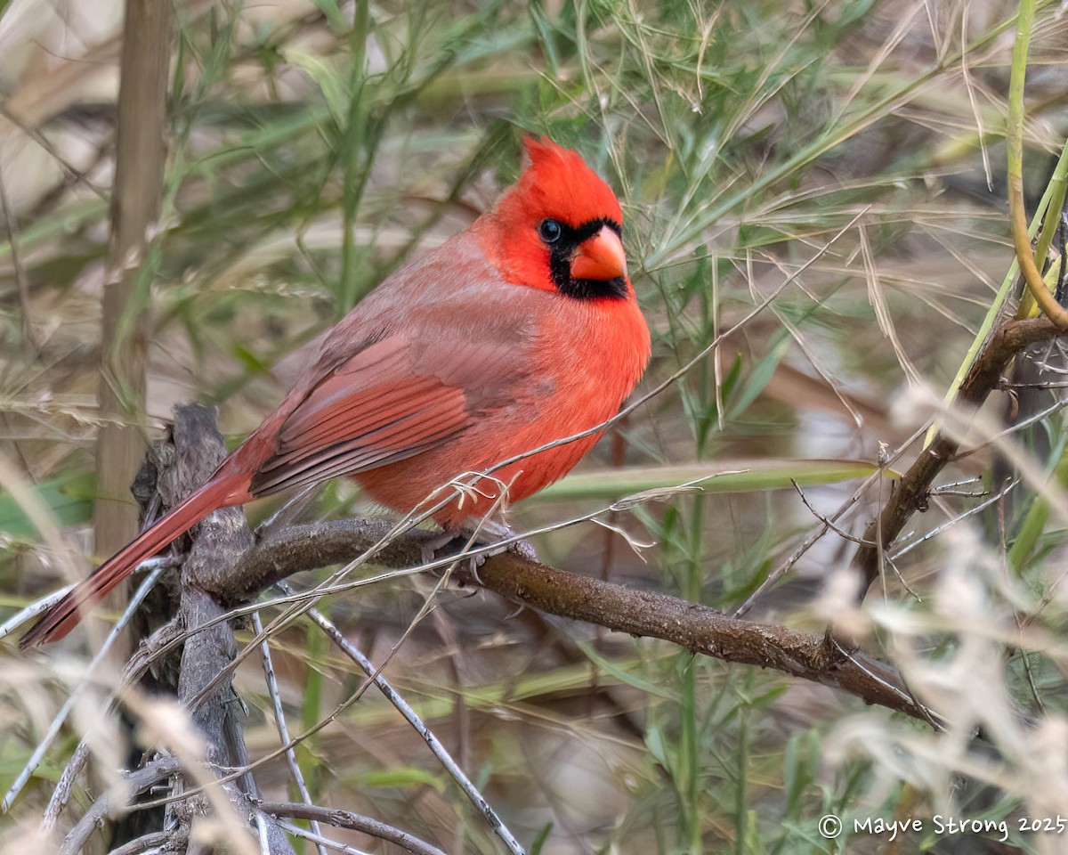 Northern Cardinal - ML646199549