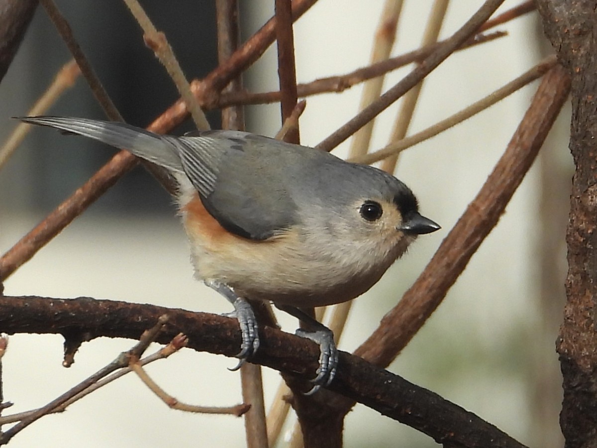 Tufted Titmouse - ML646199558