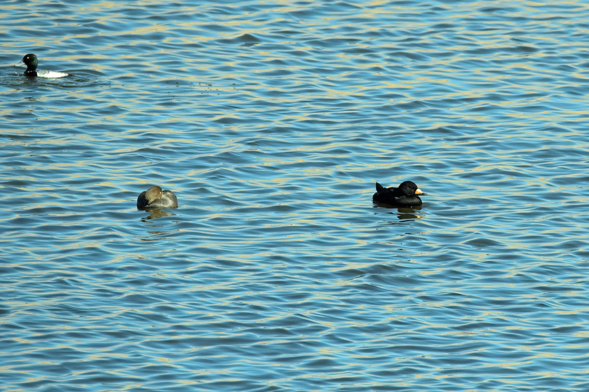 Black Scoter - ML646199562